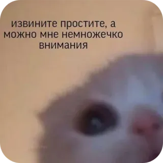 🤲 извините простите, а можно мне немножечко внимания chat, mignon, animal, supplier, attention, demande, adorable telegram sticker