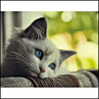 🐾 Katze, Kätzchen, blaue Augen, Tier, Haustier, süß, häuslich telegram sticker
