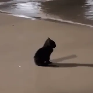 🐈‍⬛ Katze, Strand, Tier, Haustier, Sand, schwarze Katze whatsapp sticker
