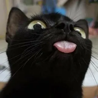 😛 kot, czarny kot, język, zwierzę, zwierzę domowe, słodki, śmieszny telegram sticker