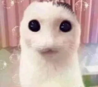 ❤️ gatto, divertente, carino, animale, meme telegram sticker