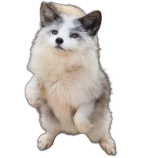 🛬 fox, animal, cute, standing, pet, mammal telegram sticker