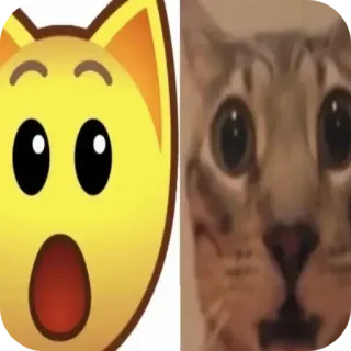🐱 chat, emoji, choqué, mème, drôle telegram sticker