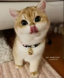😋 REI MERCURY
@REIMEPURR kucing, lucu, menjilat, hewan, anak kucing, hewan peliharaan, kucing domestik, mamalia telegram sticker