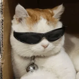 😎 gatto, occhiali da sole, figo, animale domestico, animale telegram sticker