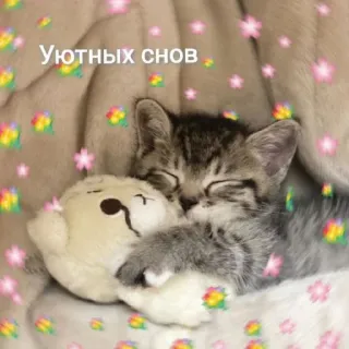😴 Уютных снов 猫, 子猫, 睡眠, 夢, おもちゃ, かわいい, 動物 telegram sticker