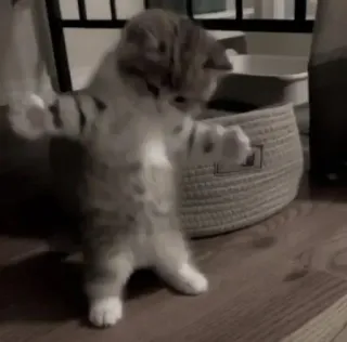 😂 кот, котенок, милый, животное, домашнее животное telegram sticker