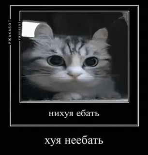 😳 нихуя ебать
хуя неебать gato, gatinho, meme, engraçado, animal telegram sticker