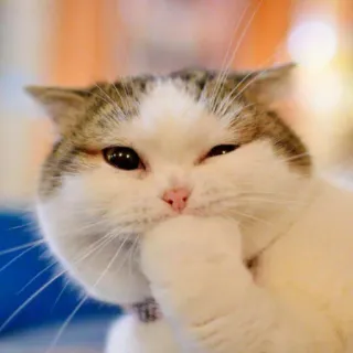 😺 chat, mignon, animal, animal de compagnie, domestique, félin telegram sticker