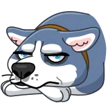 🤨 개, 허스키, 만화, 동물, 슬픈, 피곤한, 졸린 telegram sticker