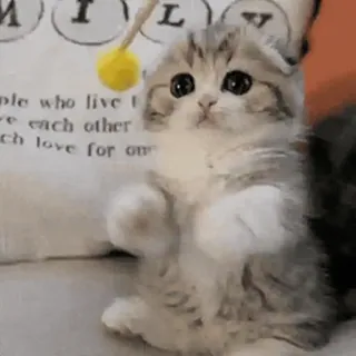 🐈 고양이, 새끼 고양이, 귀여운, 동물, 애완 동물, 장난감, 놀이, 복슬복슬한 whatsapp sticker