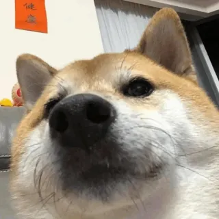 🐕 perro, shiba inu, animal, mascota, meme whatsapp sticker