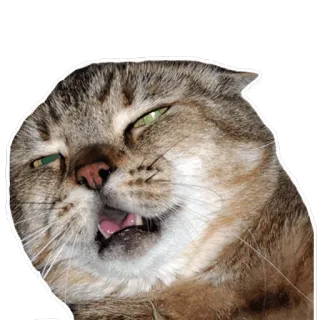 😵 cat, animal, funny, meme, cute, domestic telegram sticker