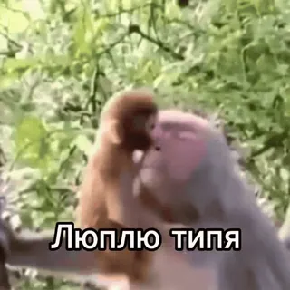 ❤️ Люплю типа telegram sticker