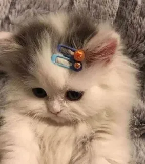🙁 котёнок, кошка, милый, домашний питомец, пушистый, заколка для волос telegram sticker