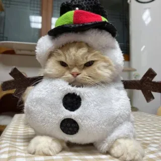 🤩 cat, snowman, pet, animal, costume, winter, funny telegram sticker