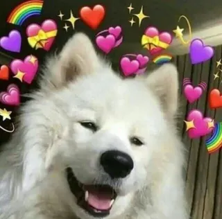 🌟 perro, corazones, arcoíris, lindo, animal whatsapp sticker