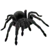 🕷