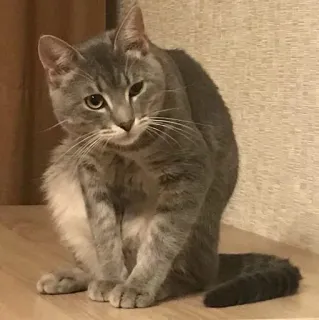 👻 Katze, graue Katze, Tier, Hauskatze, Haustier telegram sticker