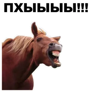 😂 ПХЫЫЫЫЫ!!! cheval, drôle, animal, mème whatsapp sticker