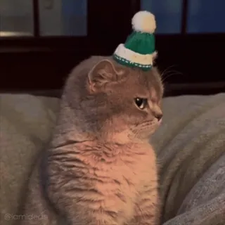 🥵 @iamideas cat, kitten, hat, animal, cute, pet telegram sticker