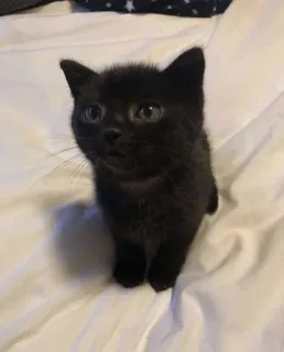 🤔 Kätzchen, Katze, Schwarz, Süß, Tier, Haustier telegram sticker