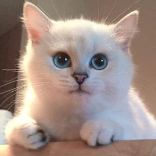 ☺️ gato, gatinho, fofo, animal, animal de estimação, olhos azuis, gato branco telegram sticker