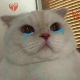 💔 猫, 泣く, 悲しい, 失恋, 感情, 白猫 telegram sticker