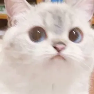 🙁 cat, pet, animal, cute, white cat, fluffy whatsapp sticker