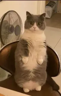 😐 gato, sentado, animal, animal de estimação, animal doméstico, fofo telegram sticker