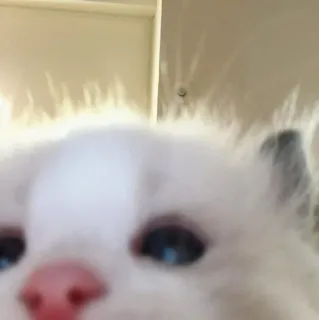 🎀 cat, white, blue eyes, pet, animal, cute whatsapp sticker