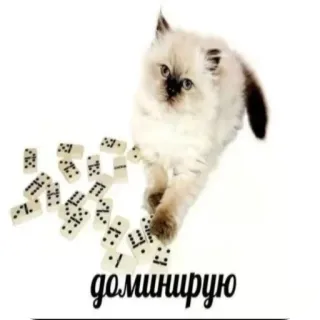 🎲 доминирую gatto, gattino, domino, carino, animali telegram sticker