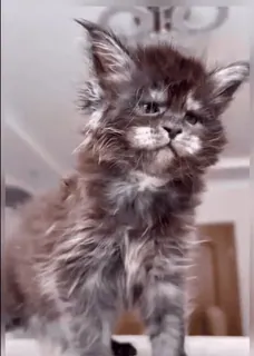 😈 chaton, chat, maine coon, animal, animal de compagnie, mignon whatsapp sticker
