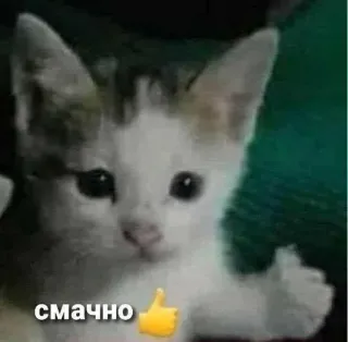 👍 СМАЧНО cat, thumbs up, cute, animal, meme telegram sticker