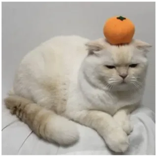 🍊 gatto, animale, carino, cachi, animale domestico, domestico, divertente, mammifero whatsapp sticker