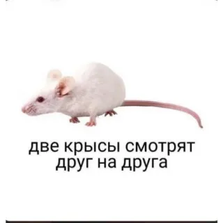 🙂 две крысы смотрят друг на друга мышь, животные, грызун, милый whatsapp sticker