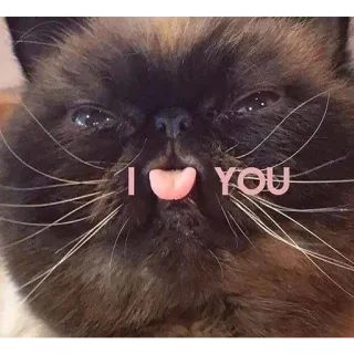 ❤️ I <3 YOU kot, zwierzę, słodki, miłość, serce telegram sticker