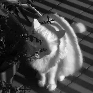 🐈‍⬛️ кот, животное, питомец, белый кот, котёнок, милый, домашнее животное telegram sticker