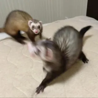 🤚 fret, dier, schattig, speels, huisdier, zoogdier telegram sticker