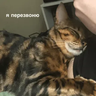 📞 я перезвоню แมว, สัตว์, นอน, สัตว์เลี้ยง telegram sticker