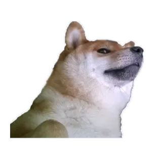 😕 Doge доге, сиба ину, мем, собака, животное, питомец telegram sticker