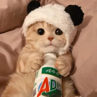 😺 AD钙奶 gato, panda, leite, bebida, fofo whatsapp sticker