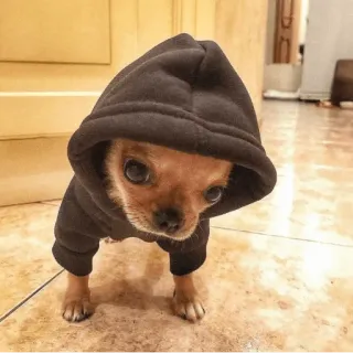 😵 hond, chihuahua, hoodie, huisdier, dier, schattig, kleine hond telegram sticker
