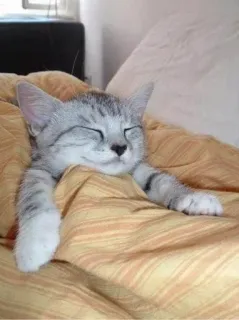 😌 고양이, 자는, 귀여운, 동물, 애완동물, 침대, 담요, 집 telegram sticker