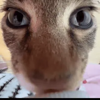 😍 gato, animal, animal de estimação, close-up whatsapp sticker
