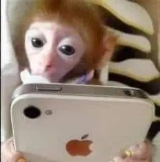 🙈 monkey, phone, apple, animal, cute telegram sticker