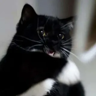🐾 Katze, Schwarzweiß, Tier, Haustier, häuslich, Säugetier telegram sticker