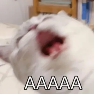 😫 AAAAAA kot, krzyk, zwierzę, śmieszne, mem whatsapp sticker