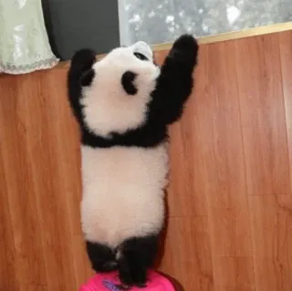 🐼 Panda, Animal, Lindo, Escalando telegram sticker