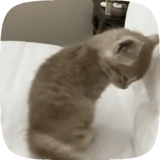 💤 mèo, mèo con, dễ thương, thú cưng, động vật telegram sticker